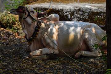 Stock photo of Indian breed bull with long horn statue or idol tied with a rope to cart in the...
