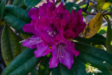 Rhododendron