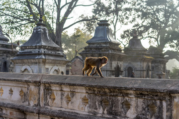 Pashupatinath Temple Kathmandu
