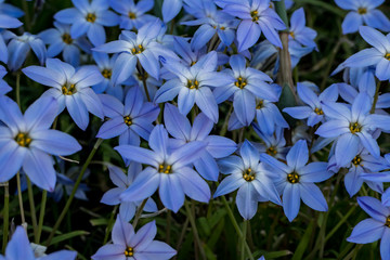Spring starflower; Ipheion uniflorum