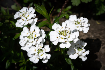 Arabis growing in raised bed and trailing over the stone wall.