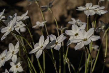 Ipheion Uniflorum; Wild Flowers