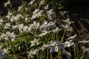 Spring starflower; Ipheion uniflorum