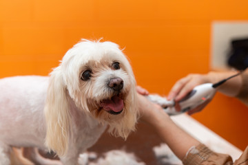 マルチーズのカット