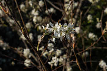 Amelanchier canadensis; Juneberry