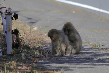 野生のニホンザル