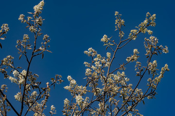 Amelanchier canadensis; Juneberry