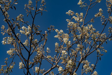 Amelanchier canadensis; Juneberry