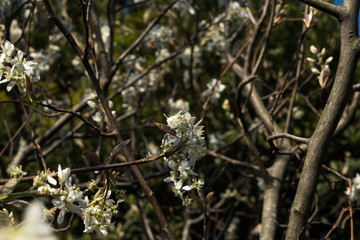 Amelanchier canadensis; Juneberry