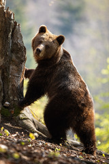 Obraz premium Cute female adult brown bear, ursus arctos, standing in upright position on rear legs by broken tree trunk in summer forest at sunrise and looking back. Vertical photo of fluffy mammal in Carpathians.