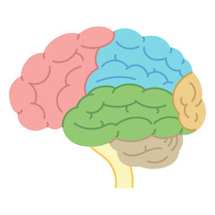 脳の図表・各部位の名称（説明図・医療・文字なし）