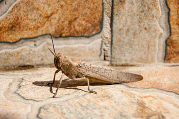 Large grasshopper or locust - brown lurked on a brown background. It warms in the summer sun.