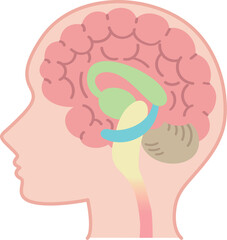 脳の図表（医療・説明図・脳のしくみ・文字なし）