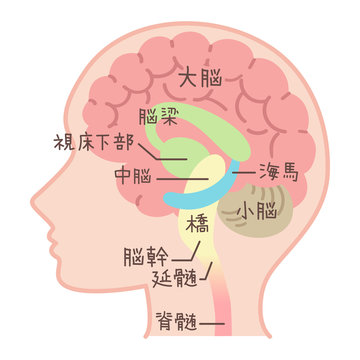 脳の図表（医療・説明図・脳のしくみ・文字入り）