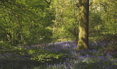 bluebells in the woods
