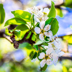 blooming pear flowers close up