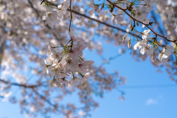 桜
