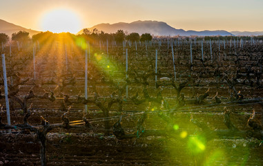 vines in winter at sunset in the mountains
