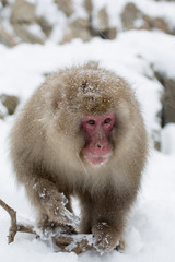 Snow Monkey walking over snow. Japanese Macaque with snow on fur walking towards camera.
