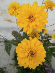 The very beautiful and pretty yellow petal flower with green leaves background.