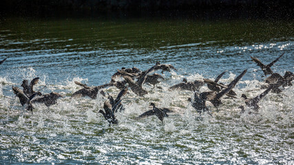 A big surprised flock of ducks takes off in a spray of water, lake Vistonida, Porto Lagos, Xanthi...