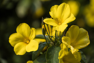Obraz na płótnie Canvas Winter Jasmine; Yellow flowers