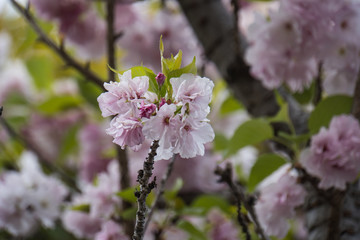 Double-flowered cherry