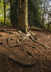 tree roots in the forest