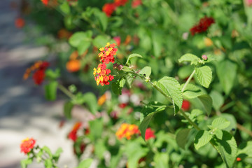 Yellow, Orange and Red Flower Lantana Camara: Beautiful Flowering Plant