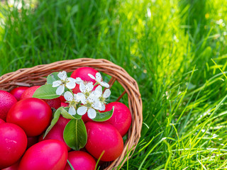 Obraz na płótnie Canvas basket with red easter eggs and branch of flower in the grass easter egg hunt concept