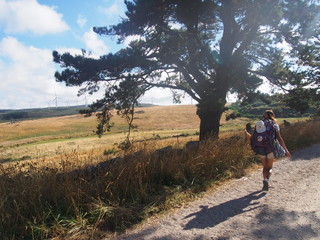 Pilgrim walking through beautiful agricultural landscape, Camino de Santiago, Way of St. James, Journey from Cee to Olveiroa, Fisterra-Muxia way, Spain