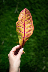 yellow-plant leaf held by hand