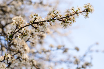 Branches of blossoming cherry in the spring. Bloom. Natural background