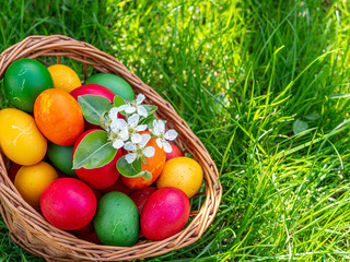 basket with colored easter eggs and 
branch of flower in the grass easter egg hunt concept
