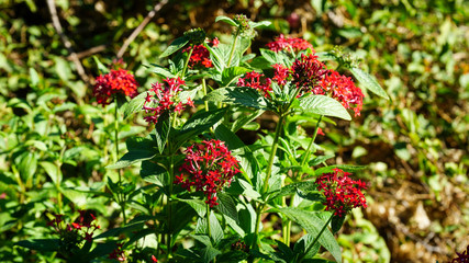 red flowers in the garden