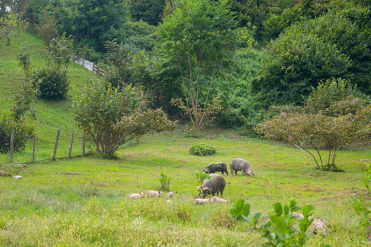 Wild boars with small cubs peacefully graze on a green meadow in the mountains next to human shelter.