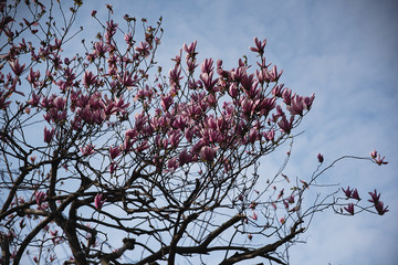 Against the sky, a tree grows with pink flowers on the branches, the sky is in the clouds, the...