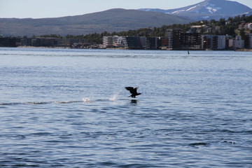  tromso troms&oslash;  water travel tourism sea coast nature port blue landscape sky harbor architecture europe boatship mountain summer bay view city beautifull 