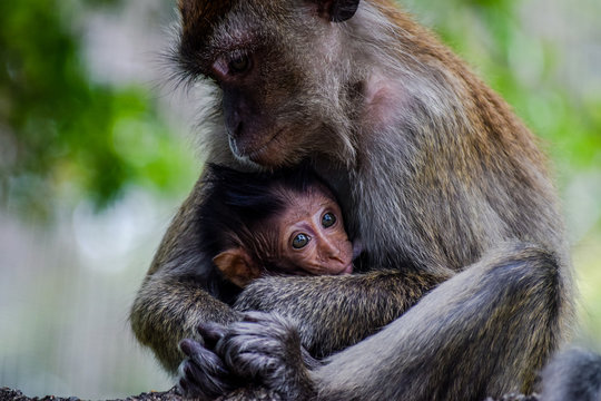 Mother And Baby Macaque