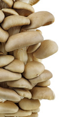 Cluster of fresh oyster mushrooms isolated on white background