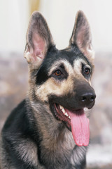 The portrait of a young East European Shepherd dog posing indoors sitting near a brown couch