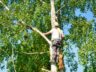 Mature male tree trimmer high in birch tree, 30 meters from ground, cutting branches with gas powered chainsaw and attached with headgear for safe job
