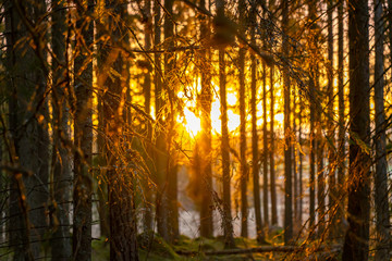 Sunset in the forest with a warm sun lighting up the branches.