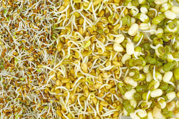 Food background:germinated seeds of alfalfa,fenugreek and mung bean.