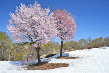 魚沼の雪上桜　ソメイヨシノとオオヤマザクラ