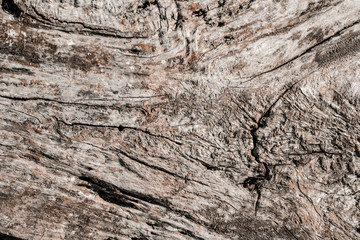 Wood decay with wood termites. Old grunge dark textured wooden background. The surface of the brown wood texture