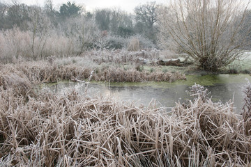 pond on a frosty morning