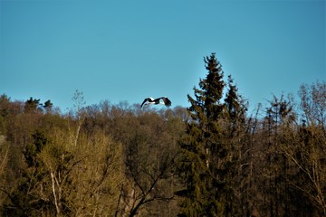 Storch