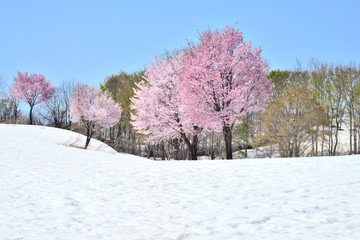 魚沼の雪上桜　ソメイヨシノとオオヤマザクラ