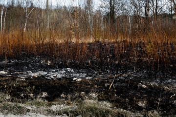 Effects of grass fire on soils. Charred plants after a spring fire. Black surface of the rural field with a burned grass. Consequences of arson and stubble burning. Aftermath of Natural Disasters.